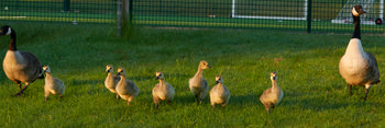 This landscape photograph shows a family of geese advancing across a grassy field in the early morning during the spring season. The adult geese are positioned on either side of a group of goslings, with all birds illuminated by the low, warm sunlight typical of morning hours. In the background, there is a fenced sports area with goalposts and artificial turf visible, indicating a suburban or park setting. The geese are spaced out and moving as a group, expressing typical family behavior in a natural outdoor environment.